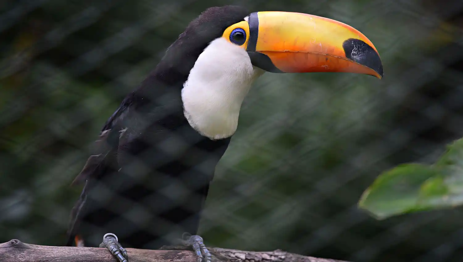 Un nuevo tucán llegó a Tucumán y ahora buscan recuperar la especie