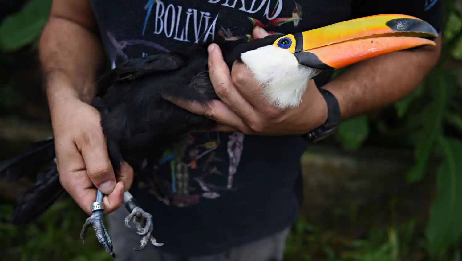 INDENTIFICACIÓN. En la reserva les colocan las patas un pequeño anillo que permitirá realizarles un seguimiento cuando estén en libertad. 