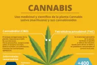 Jujuy tendrá el primer centro de elaboración de cannabis medicinal 