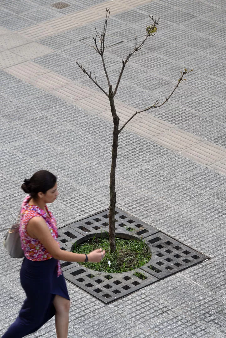 REPOSICIÓN. Un pequeño árbol crece a la par de un tronco seco en la peatonal Mendoza al 600. 