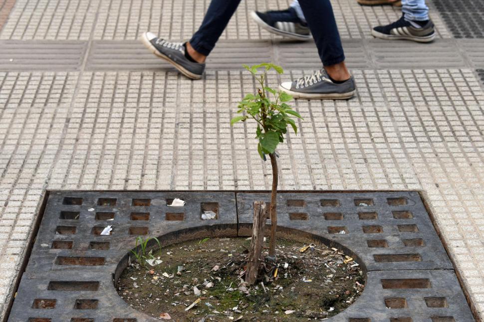 REPOSICIÓN. Un pequeño árbol crece a la par de un tronco seco en la peatonal Mendoza al 600. 