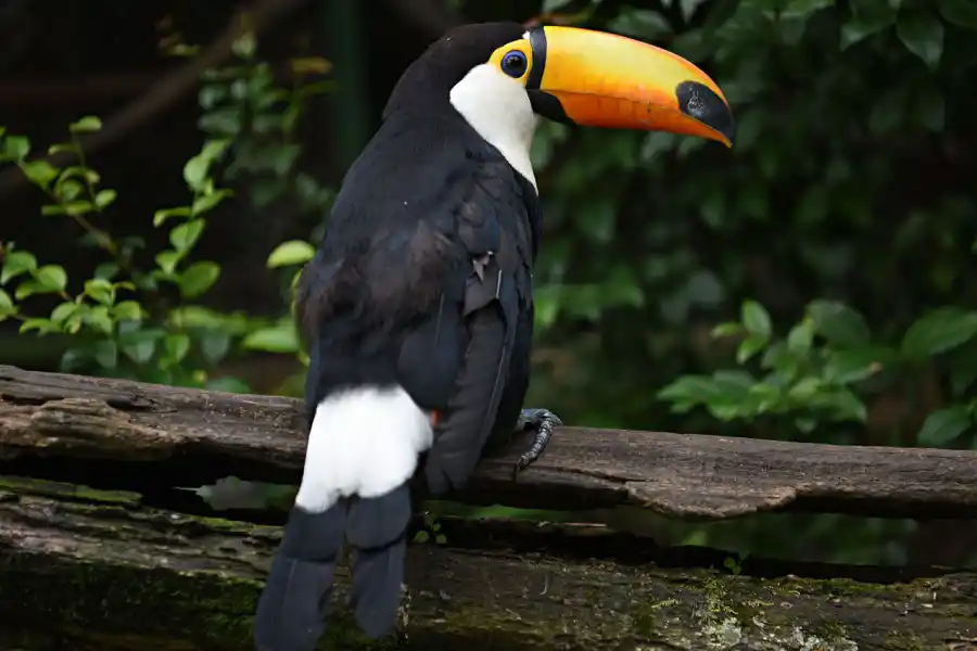 Un nuevo tucán llegó a Tucumán y ahora buscan recuperar la especie