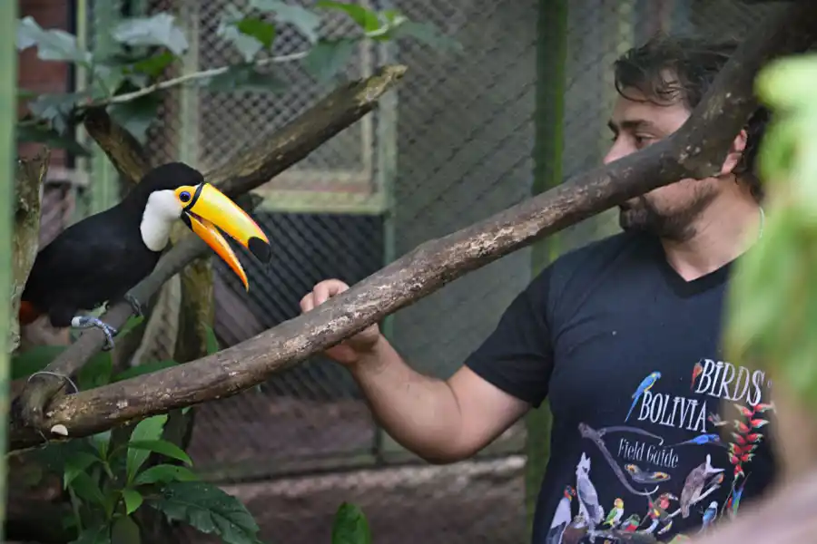 Un nuevo tucán llegó a Tucumán y ahora buscan recuperar la especie