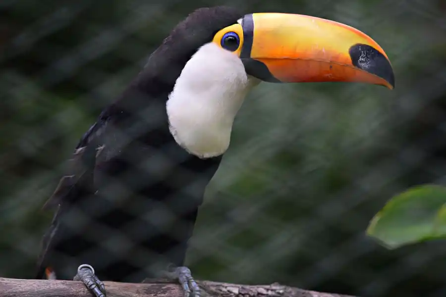 Un nuevo tucán llegó a Tucumán y ahora buscan recuperar la especie