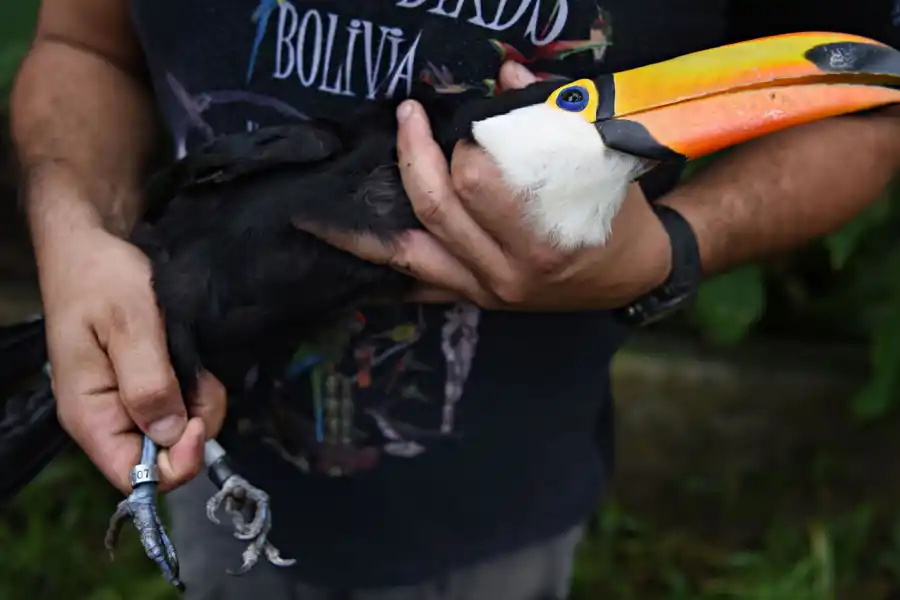 INDENTIFICACIÓN. En la reserva les colocan las patas un pequeño anillo que permitirá realizarles un seguimiento cuando estén en libertad. 