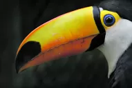 Un nuevo tucán llegó a Tucumán y ahora buscan recuperar la especie