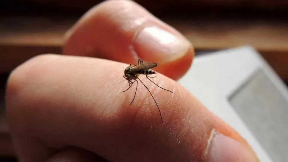 PICADURA. El mosquito Aedes aegypti es el agente transmisor del virus.  