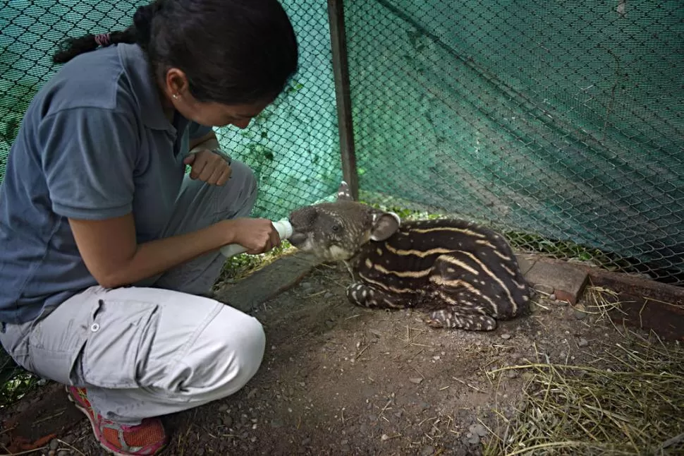  PARA SUPLIR EL DESTETE. El tapir recién llegado tiene un mes de edad y es alimentado con una mamadera por los especialistas de Horco Molle. la gaceta / foto de juan pablo sanchez noli