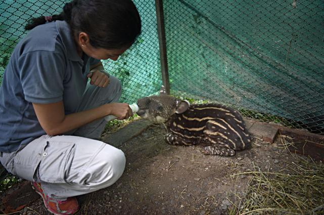 87+ Gambar Arsir Fauna Terlihat Keren 87+ Gambar Arsir Fauna Terlihat Keren