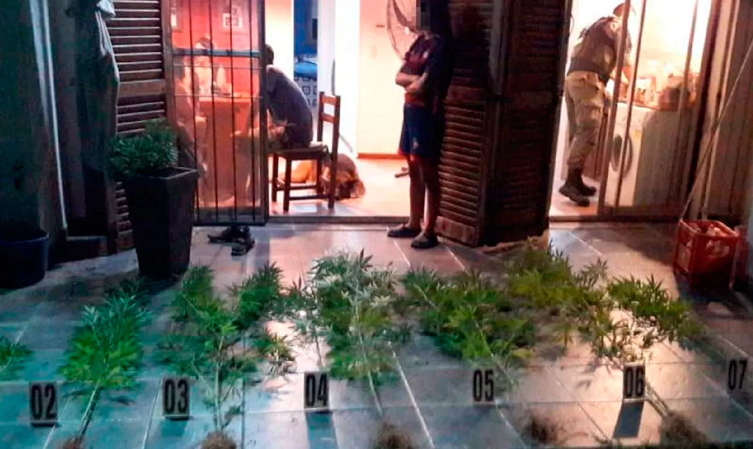 ALLANAMIENTO. La policía secuestró más de 140 plantas de marihuana.