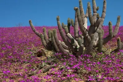 Atacama: el desierto de las mil flores y contrastes