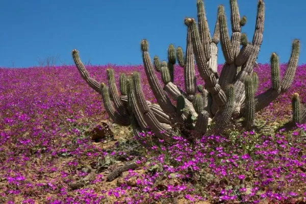 Atacama: el desierto de las mil flores y contrastes