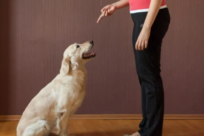 Perro que ladra sí puede morder: ¿qué hacer si tenemos una mascota agresiva?