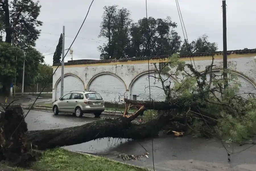 TEMPORAL. Árbol caído en el parque Avellaneda.