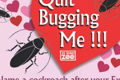 Anti San Valentín: un zoológico propone bautizar una cucaracha con el nombre de tu ex