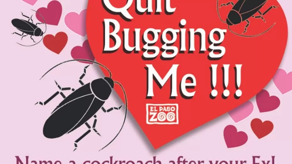 Anti San Valentín: un zoológico propone bautizar una cucaracha con el nombre de tu ex