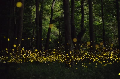 El Santuario de las Luciérnagas: danza de luz en el bosque de México