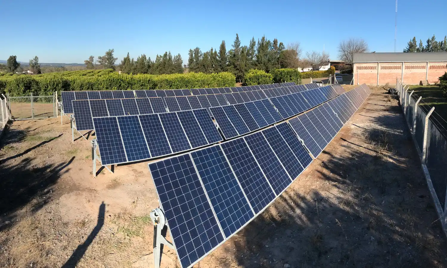 Productor de citrus – Los Nogales