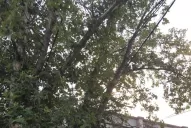 Un árbol puede caerse en Suipacha al 800