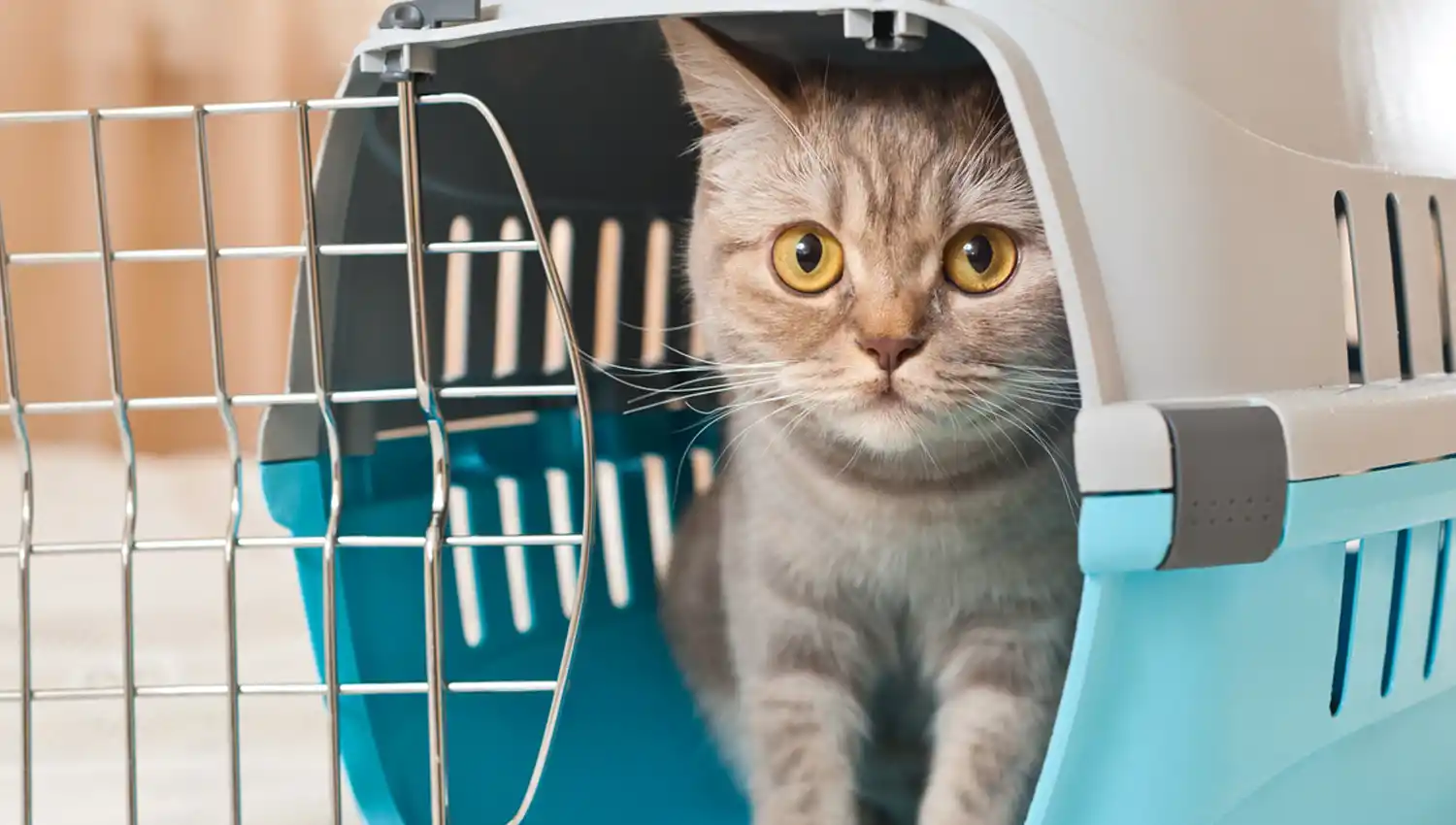 VIAJAR CON MASCOTAS. La opción del avión.