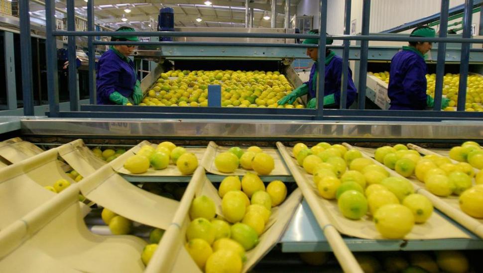 A TRABAJAR. La calidad del limón tucumano será puesta a prueba cuando se comience a exportar a la India. 