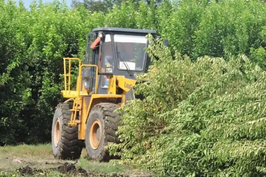 La tribuna de plateas, la tienda y el predio, los otros triunfos de Atlético