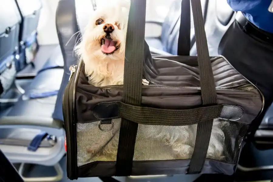 VIAJAR CON MASCOTAS. La opción del avión.