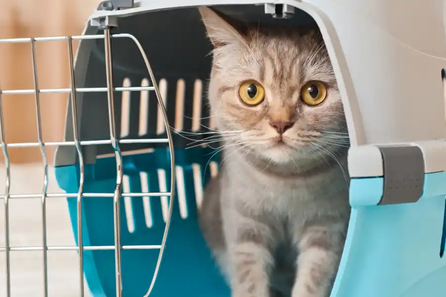 VIAJAR CON MASCOTAS. La opción del avión.