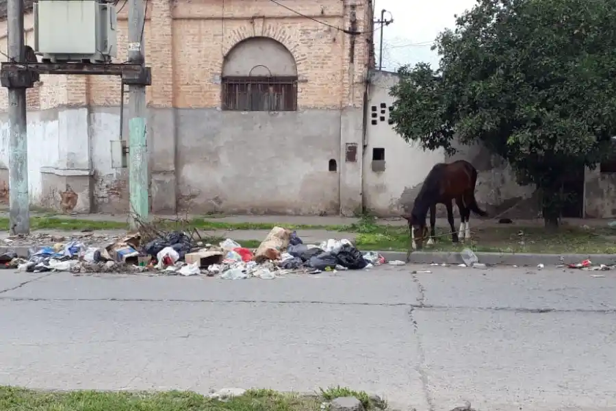 VALE TODO. El caballo fue atado al lado de los residuos domésticos.