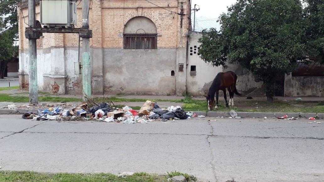 VALE TODO. El caballo fue atado al lado de los residuos domésticos.