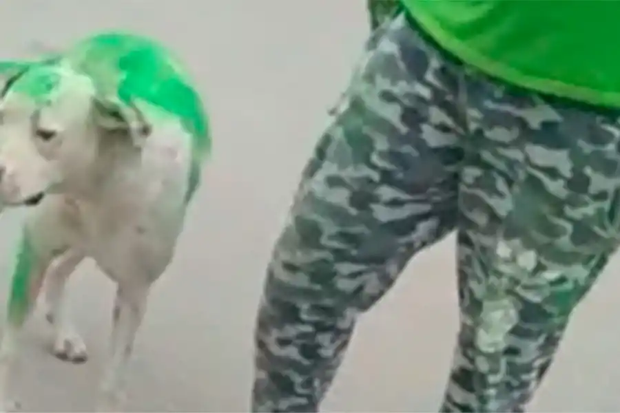 La legisladora Assán rechazó el maltrato animal: Macaco goza de perfecta salud