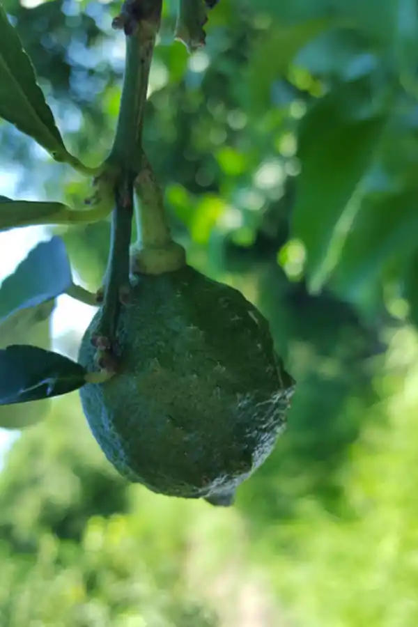 EFECTO. Esta enfermedad provoca deformaciones en los frutos.  