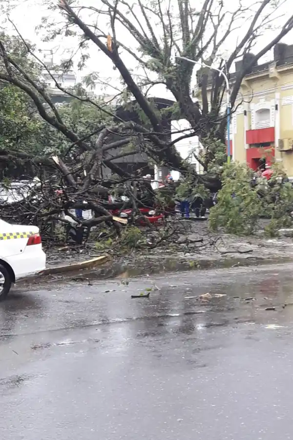 Un árbol aplastó a un auto en pleno centro y una familia se salvó de milagro