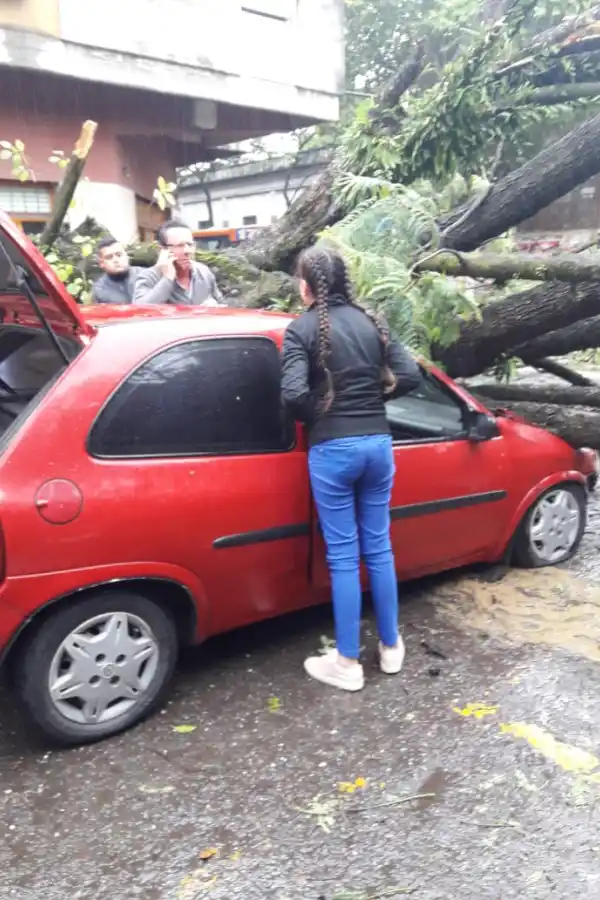 Un árbol aplastó a un auto en pleno centro y una familia se salvó de milagro