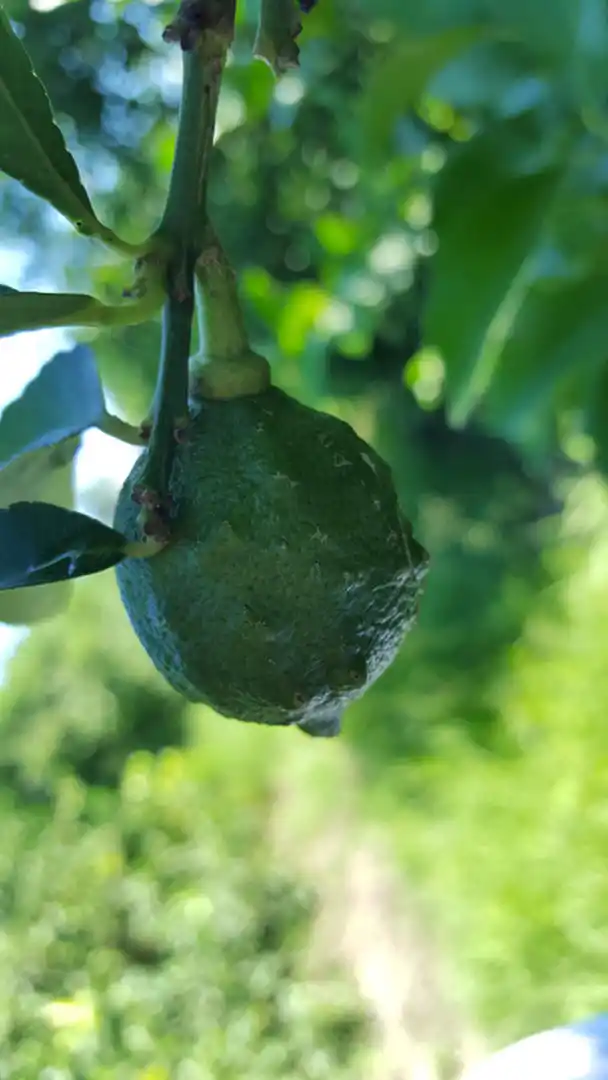 EFECTO. Esta enfermedad provoca deformaciones en los frutos.  