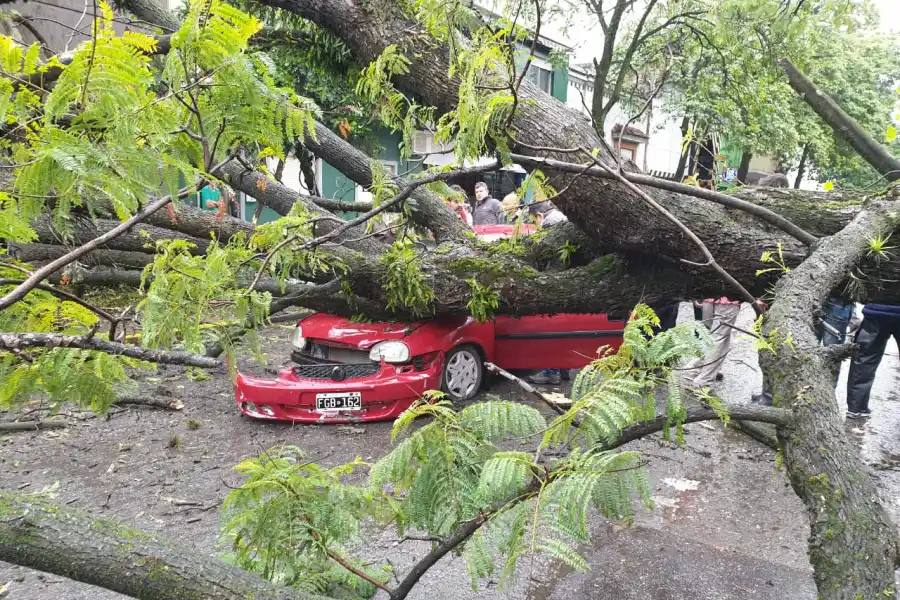 Un árbol aplastó a un auto en pleno centro y una familia se salvó de milagro