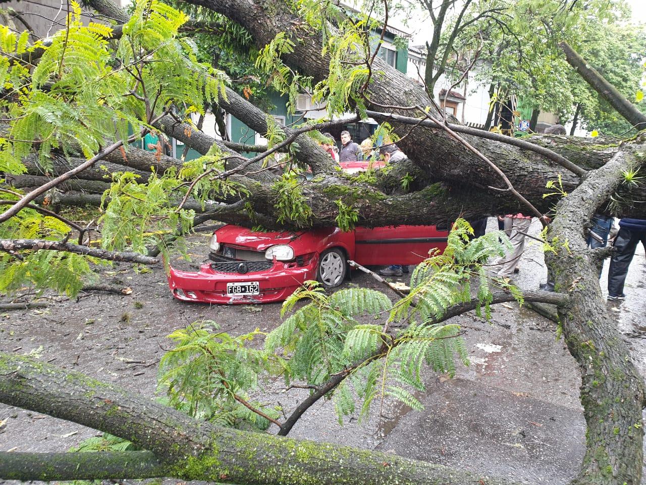 Un árbol aplastó a un auto en pleno centro y una familia se salvó de milagro