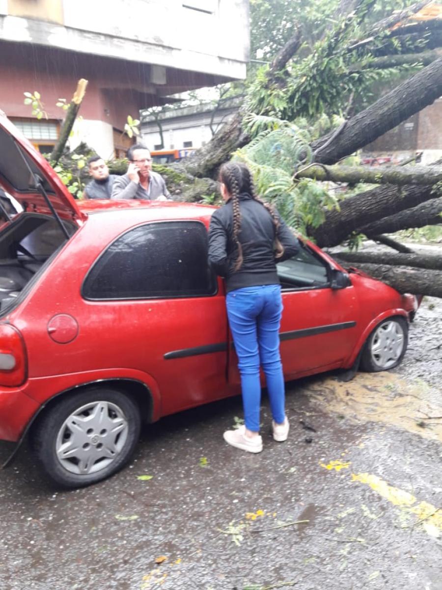 Un árbol aplastó a un auto en pleno centro y una familia se salvó de milagro