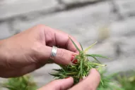 Cultiva cannabis para tratar a su hijo, pero no quiere seguir desafiando la ley