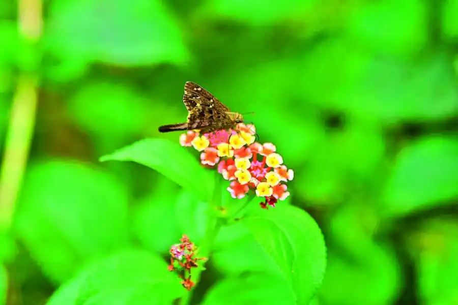 LA GACETA / FOTO DE INÉS QUINTEROS ORIO.- 