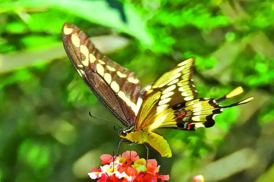  la gaceta / foto de ines quinteros orio 