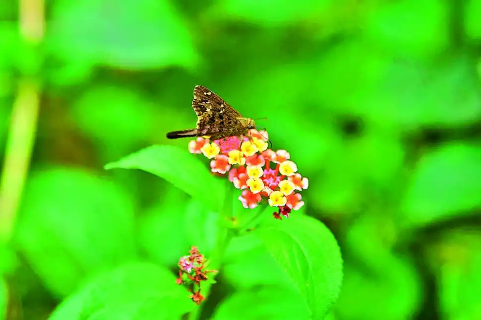 LA GACETA / FOTO DE INÉS QUINTEROS ORIO.- 