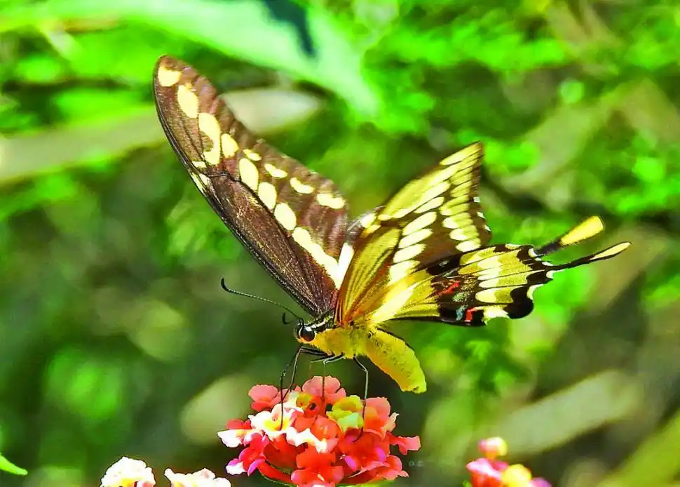  la gaceta / foto de ines quinteros orio 
