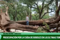 Preocupa el estado de los árboles en la capital tucumana