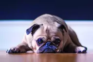 Maltrato animal: La condena social no es suficiente, hay que hacer la denuncia penal