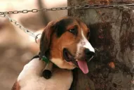 Piden que se aumenten las penas para quienes maltraten animales 