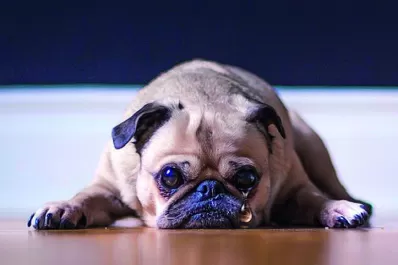 Maltrato animal: La condena social no es suficiente, hay que hacer la denuncia penal