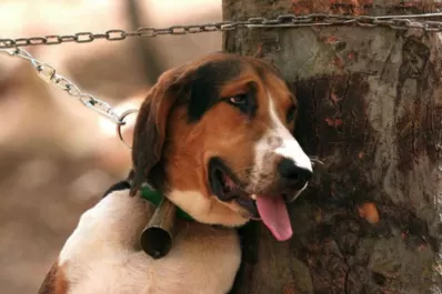 Piden que se aumenten las penas para quienes maltraten animales