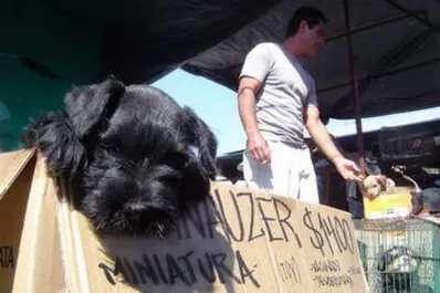 En contra de la exhibición de animales