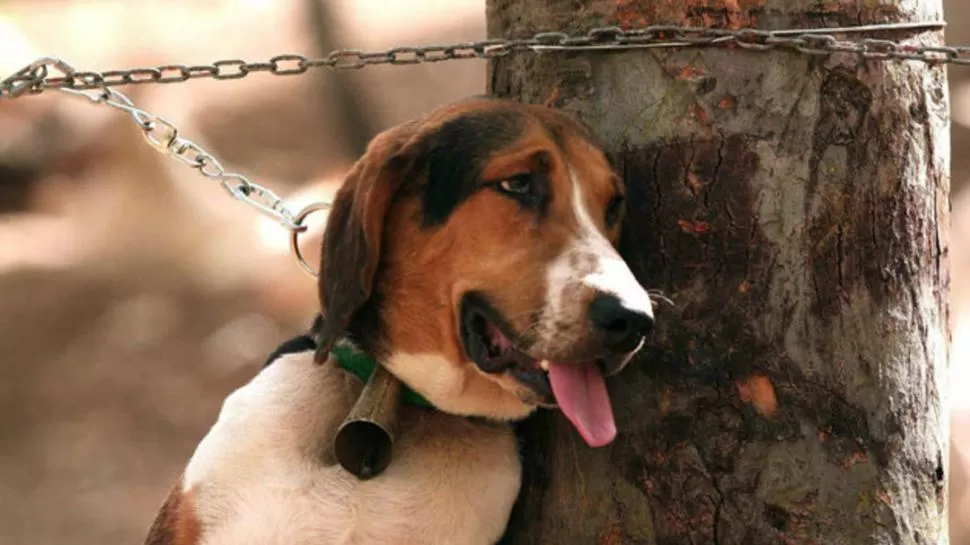 MALOS TRATOS. En la imagen, un perro encadenado a un árbol. 